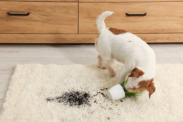 Pet Stain Odor Removal Ashburn