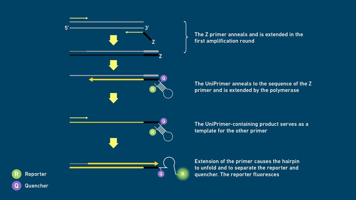 qPCR Assay